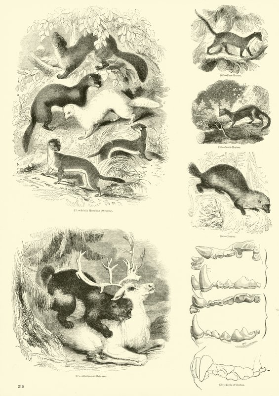 Sida från The Pictorial Museum of Animated Nature av English School