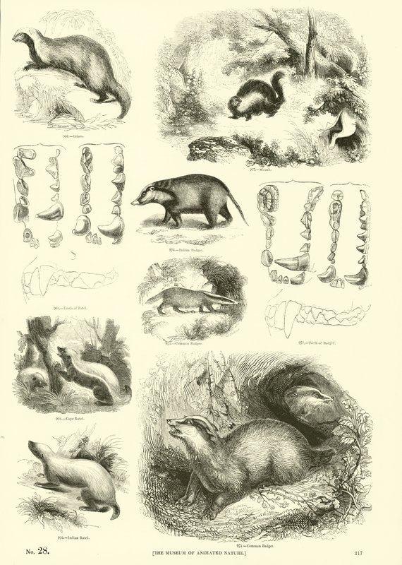 Sida från The Pictorial Museum of Animated Nature av English School