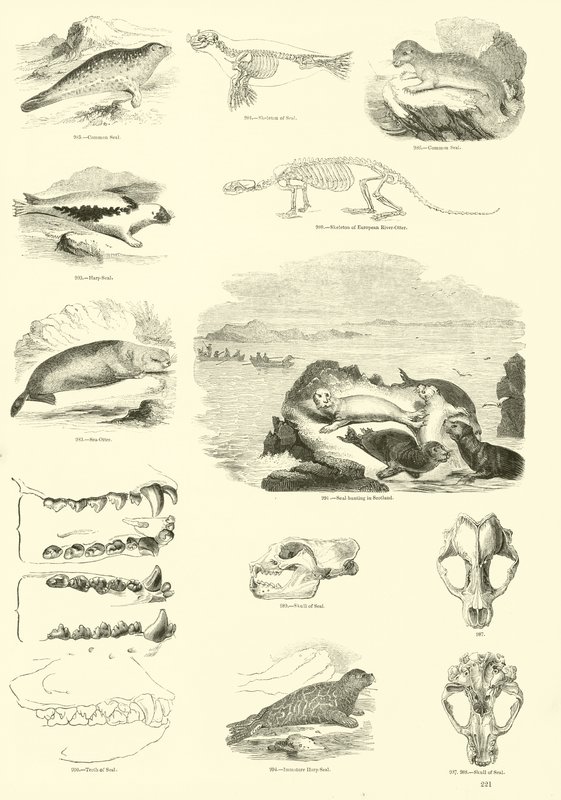Sida från The Pictorial Museum of Animated Nature av English School