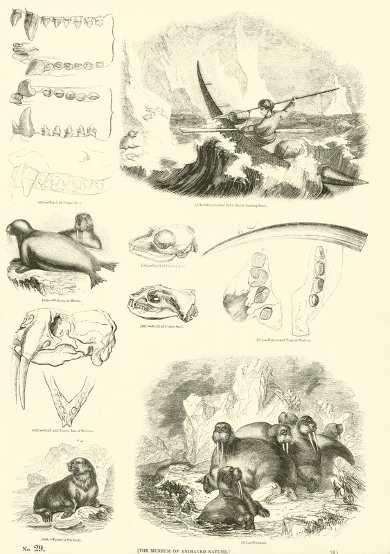 Sida från The Pictorial Museum of Animated Nature av English School