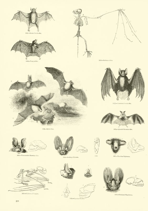 Sida från The Pictorial Museum of Animated Nature av English School