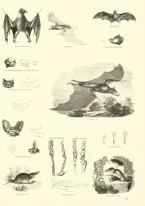 Sida från The Pictorial Museum of Animated Nature av English School