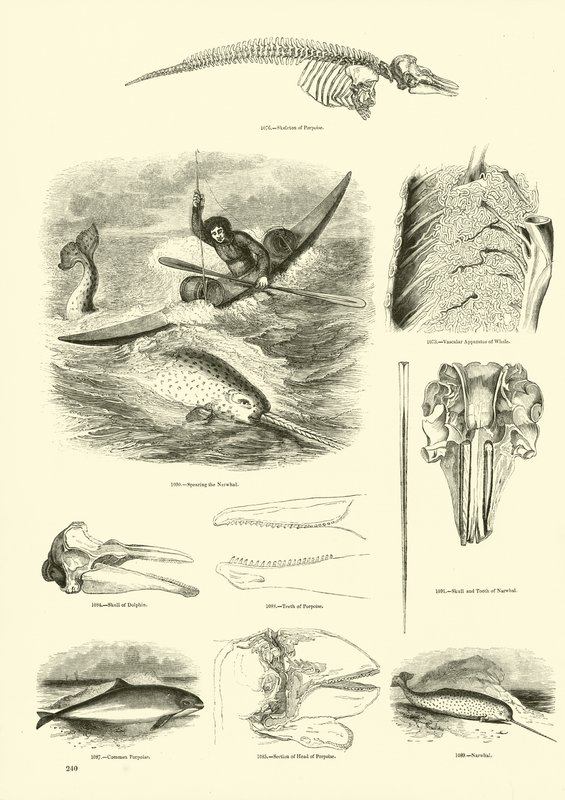 Sida från The Pictorial Museum of Animated Nature av English School