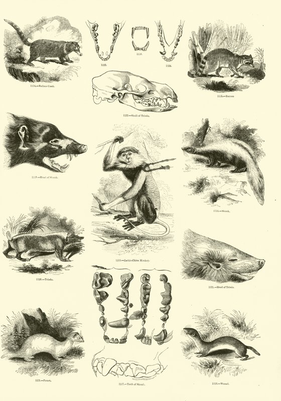Sida från The Pictorial Museum of Animated Nature av English School