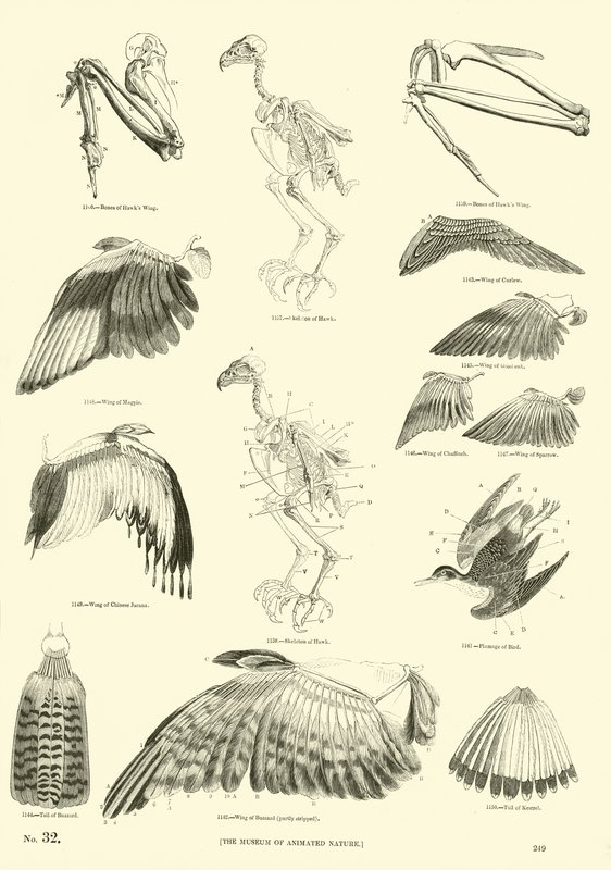 Sida från The Pictorial Museum of Animated Nature av English School