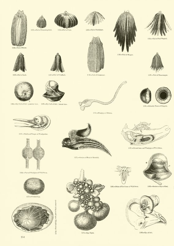 Sida från The Pictorial Museum of Animated Nature av English School