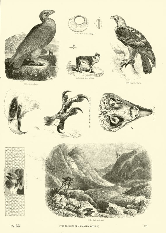 Sida från The Pictorial Museum of Animated Nature av English School