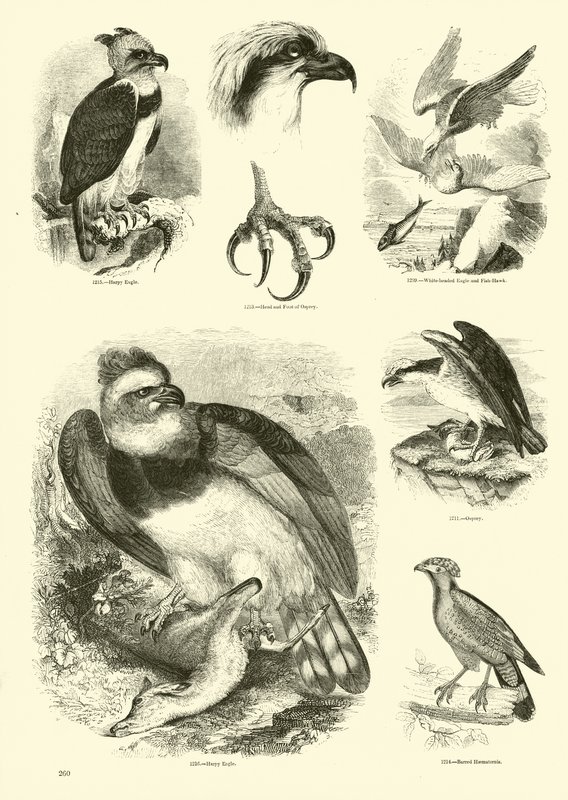 Sida från The Pictorial Museum of Animated Nature av English School
