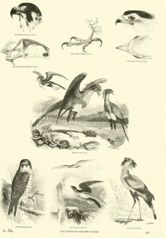 Sida från The Pictorial Museum of Animated Nature av English School