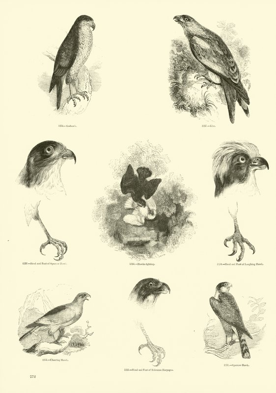 Sida från The Pictorial Museum of Animated Nature av English School