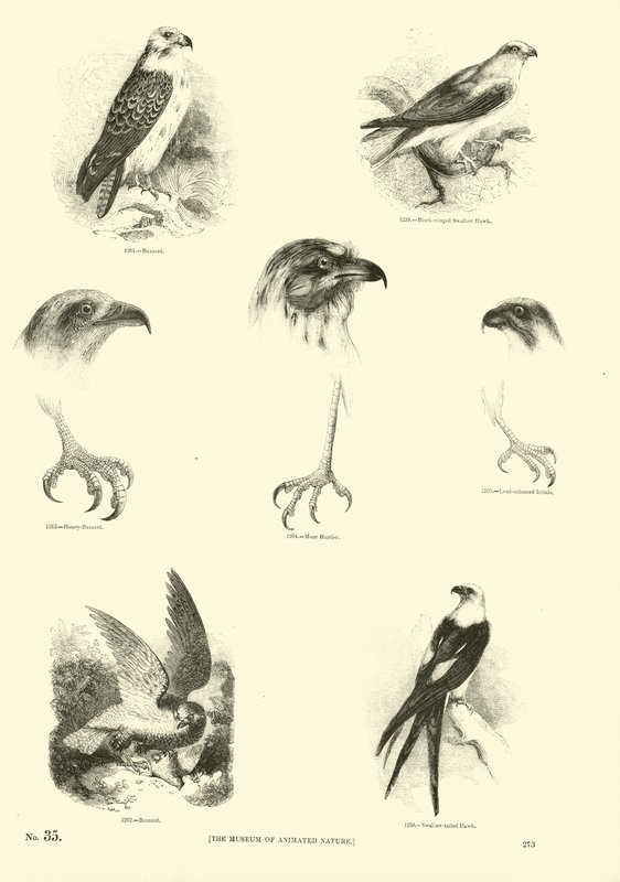 Sida från The Pictorial Museum of Animated Nature av English School
