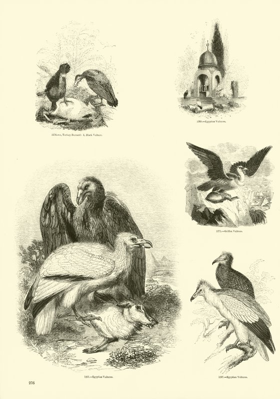 Sida från The Pictorial Museum of Animated Nature av English School