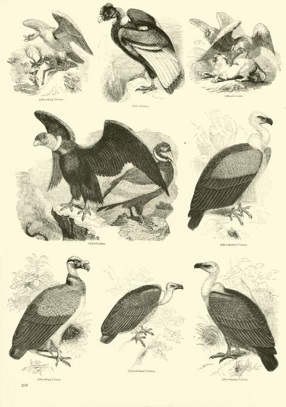 Sida från The Pictorial Museum of Animated Nature av English School