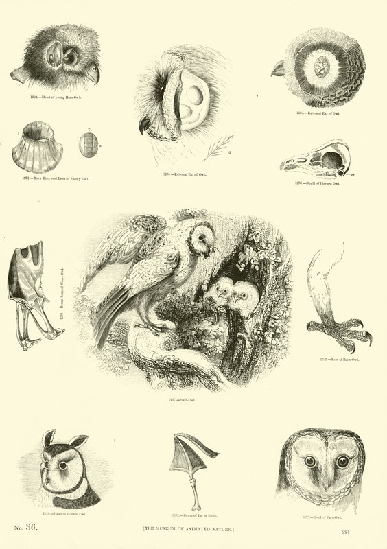 Sida från The Pictorial Museum of Animated Nature av English School