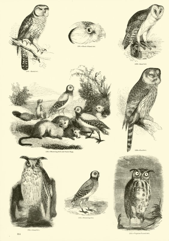 Sida från The Pictorial Museum of Animated Nature av English School
