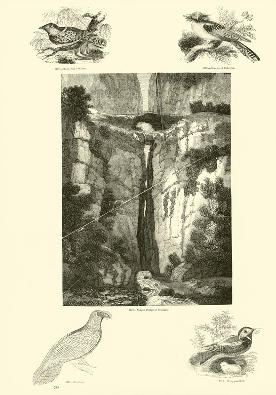 Sida från The Pictorial Museum of Animated Nature av English School