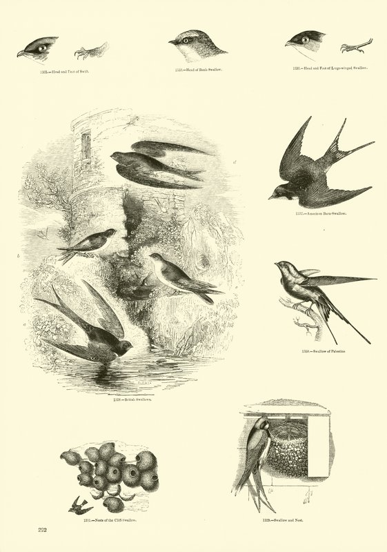 Sida från The Pictorial Museum of Animated Nature av English School