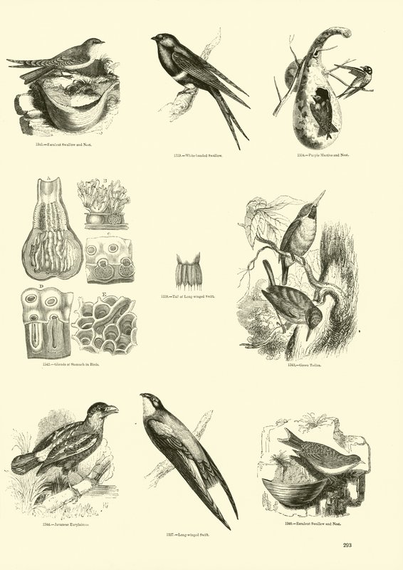 Sida från The Pictorial Museum of Animated Nature av English School