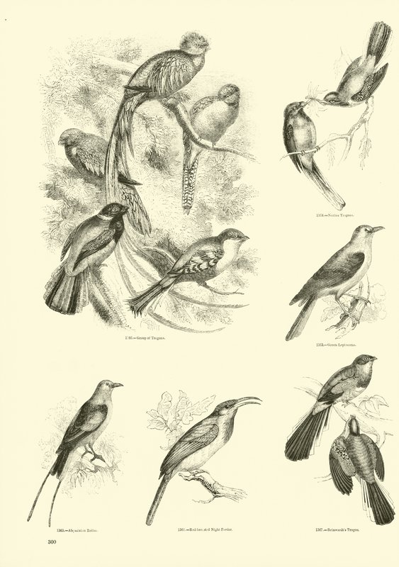 Sida från The Pictorial Museum of Animated Nature av English School