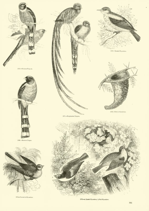 Sida från The Pictorial Museum of Animated Nature av English School
