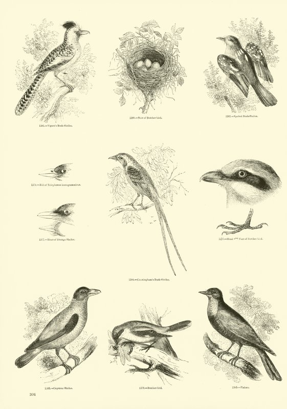 Sida från The Pictorial Museum of Animated Nature av English School