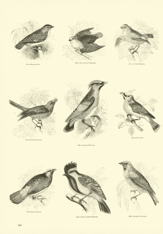 Sida från The Pictorial Museum of Animated Nature av English School