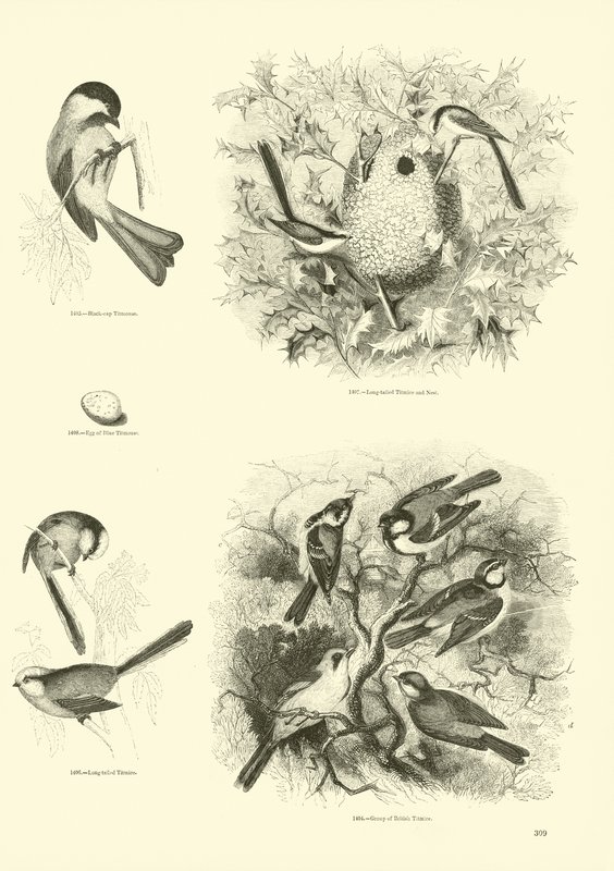 Sida från The Pictorial Museum of Animated Nature av English School