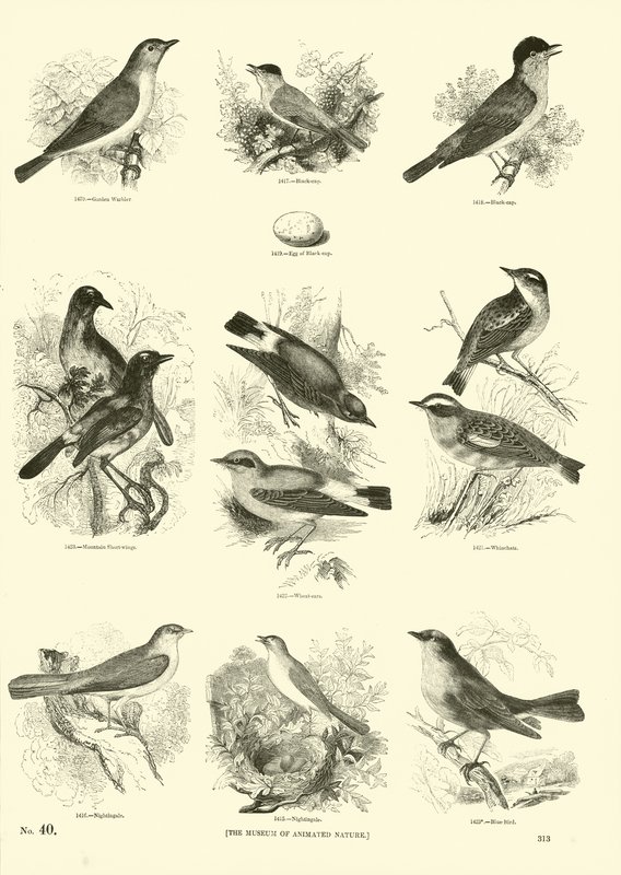 Sida från The Pictorial Museum of Animated Nature av English School