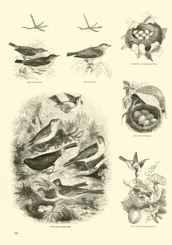 Sida från The Pictorial Museum of Animated Nature av English School