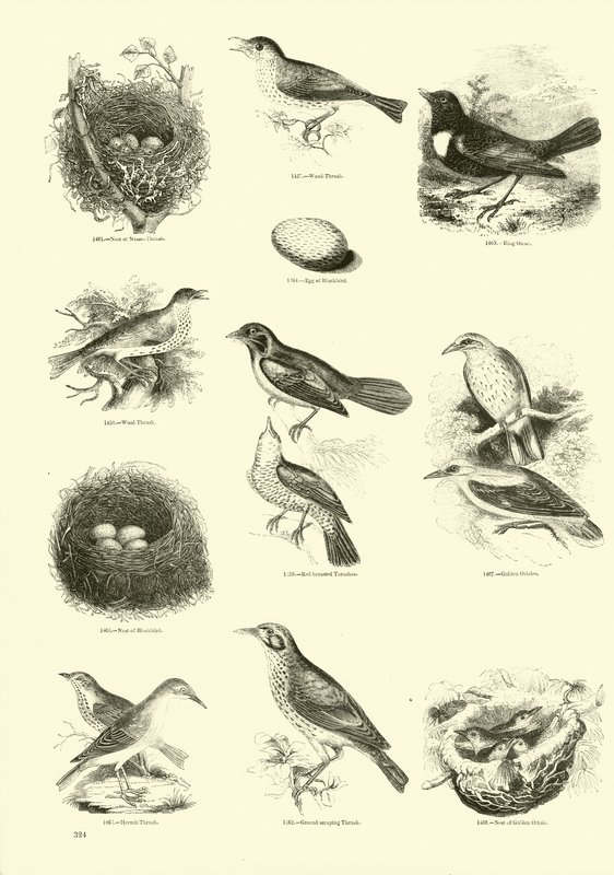 Sida från The Pictorial Museum of Animated Nature av English School