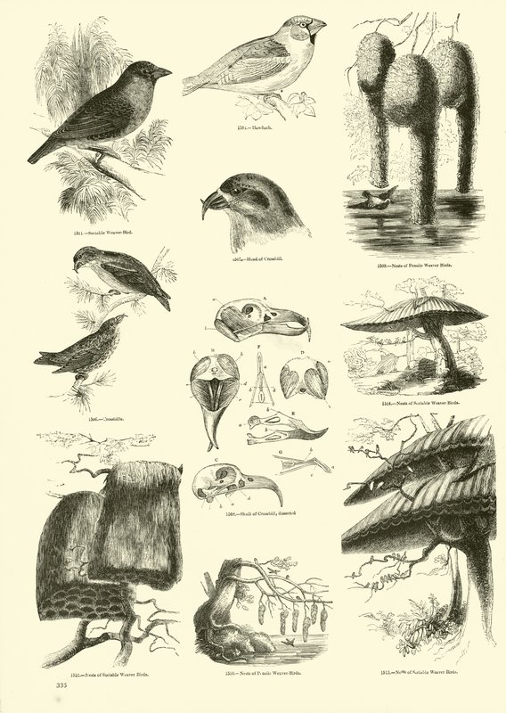 Sida från The Pictorial Museum of Animated Nature av English School
