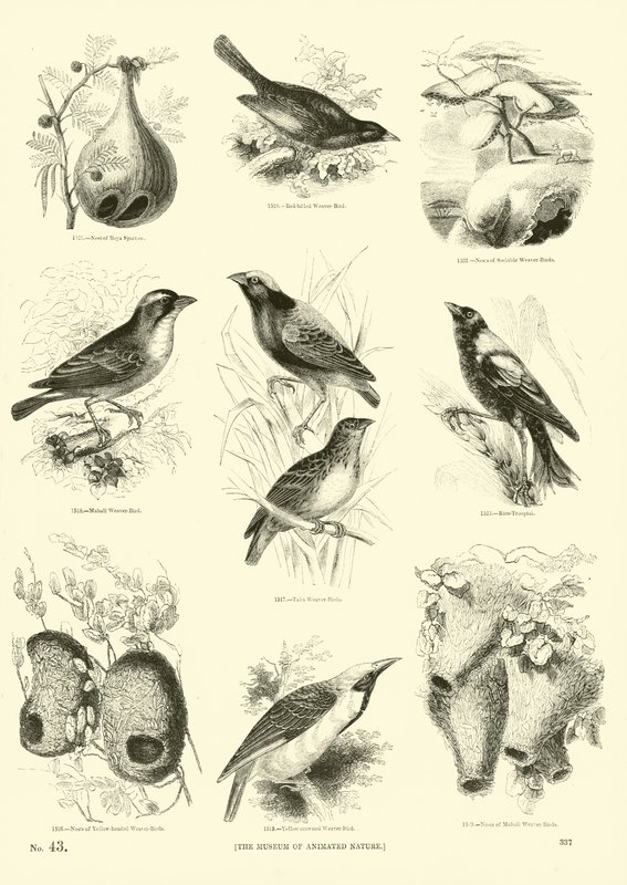 Sida från The Pictorial Museum of Animated Nature av English School