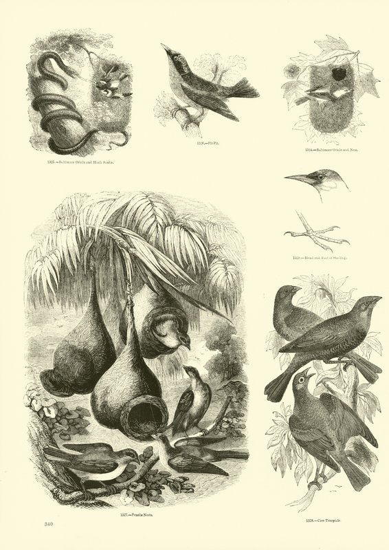 Sida från The Pictorial Museum of Animated Nature av English School