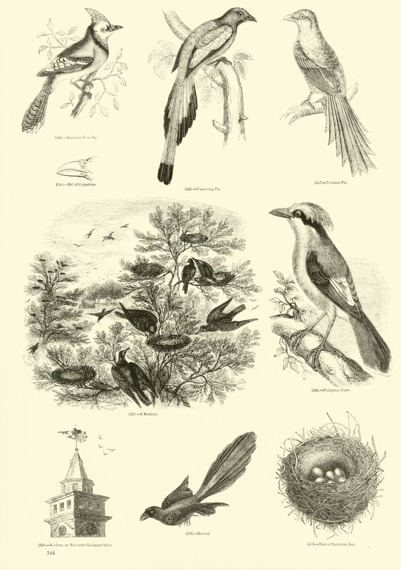 Sida från The Pictorial Museum of Animated Nature av English School