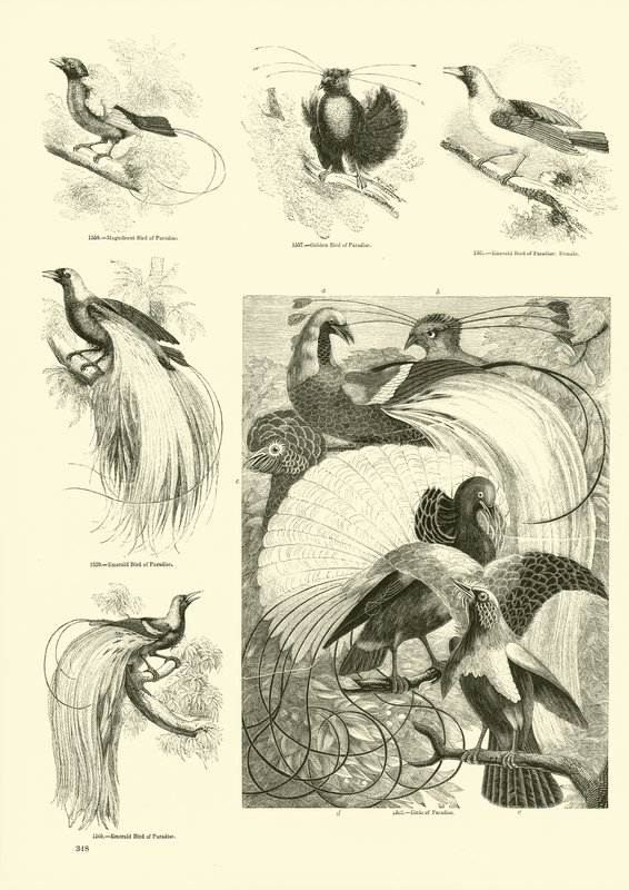 Sida från The Pictorial Museum of Animated Nature av English School