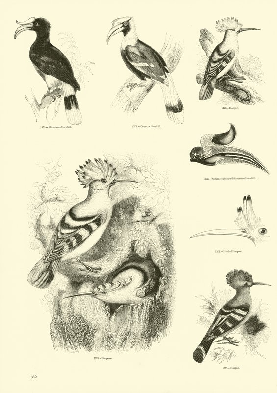 Sida från The Pictorial Museum of Animated Nature av English School