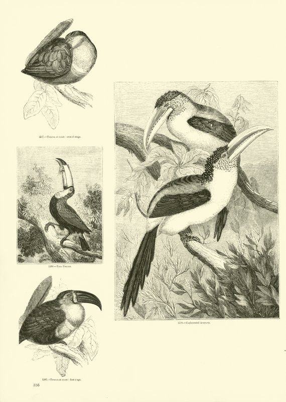 Sida från The Pictorial Museum of Animated Nature av English School