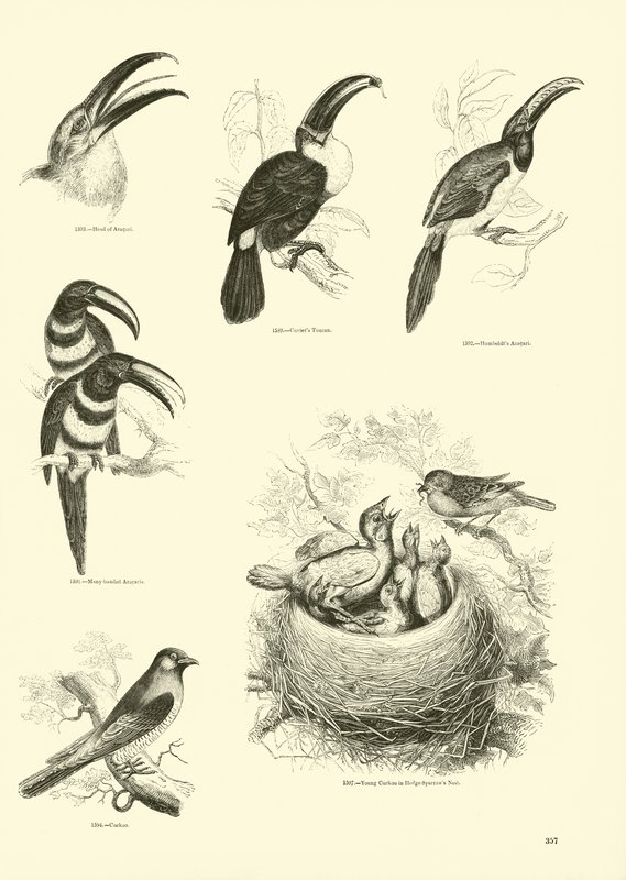 Sida från The Pictorial Museum of Animated Nature av English School