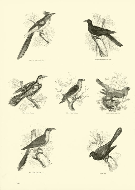 Sida från The Pictorial Museum of Animated Nature av English School