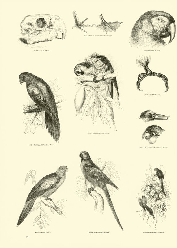 Sida från The Pictorial Museum of Animated Nature av English School
