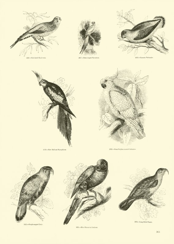 Sida från The Pictorial Museum of Animated Nature av English School