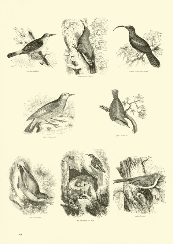 Sida från The Pictorial Museum of Animated Nature av English School