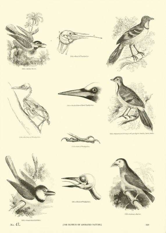 Sida från The Pictorial Museum of Animated Nature av English School