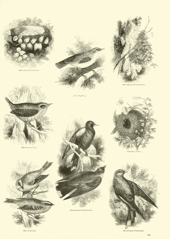 Sida från The Pictorial Museum of Animated Nature av English School
