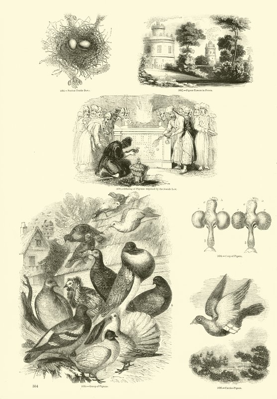 Sida från The Pictorial Museum of Animated Nature av English School