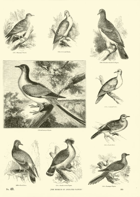 Sida från The Pictorial Museum of Animated Nature av English School