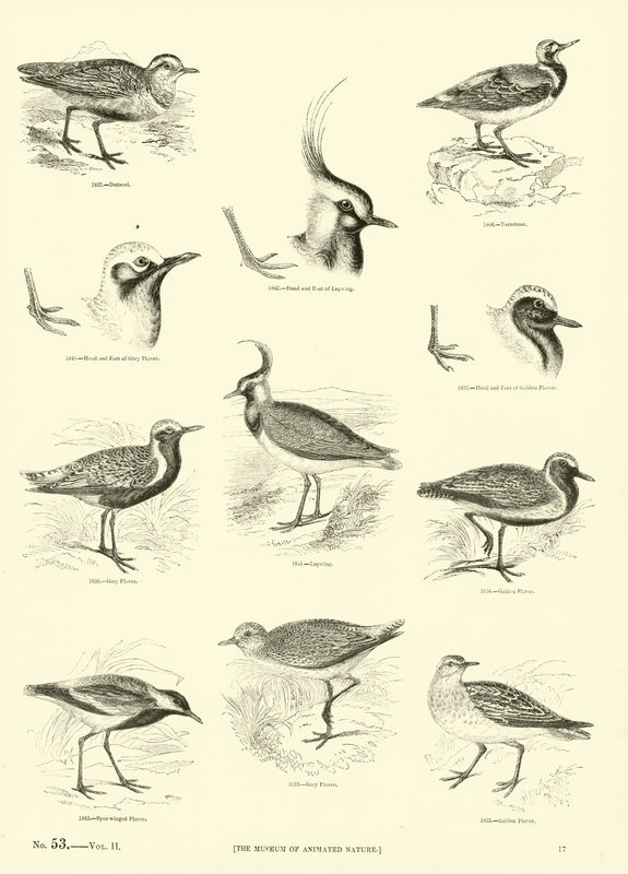 Sida från The Pictorial Museum of Animated Nature av English School