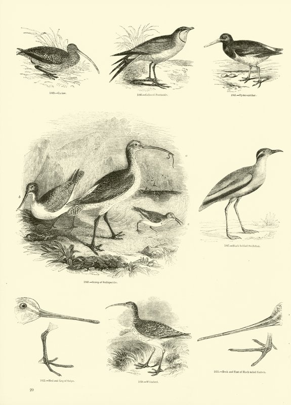 Sida från The Pictorial Museum of Animated Nature av English School