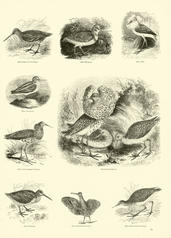 Sida från The Pictorial Museum of Animated Nature av English School