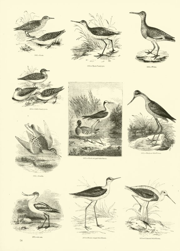 Sida från The Pictorial Museum of Animated Nature av English School